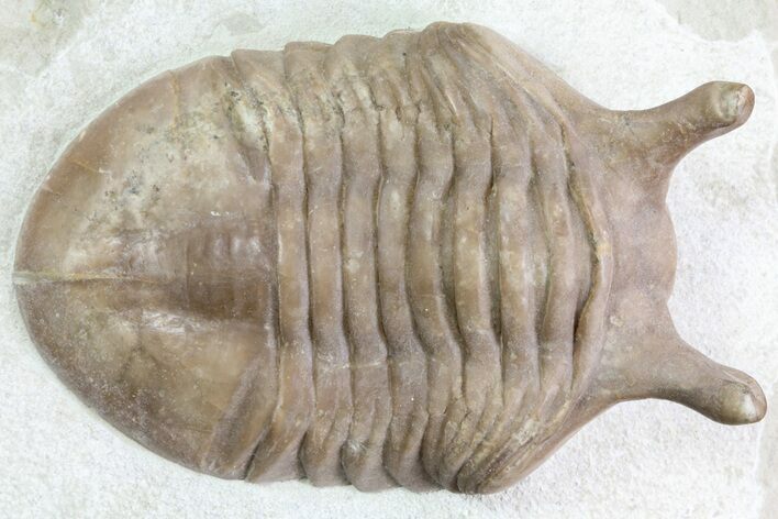 Asaphus Intermedius Trilobite - Russia #73507